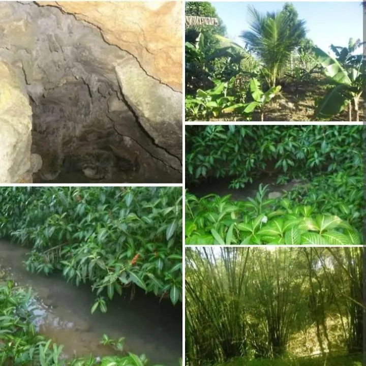 Tangle River Guest House Windsor  Windsor (Trelawny)